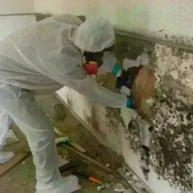 Mold Remediation and Removal in Harper Woods, MI